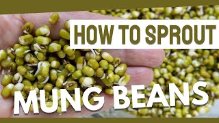 How to Sprout Mung Beans - Step by Step Instructions