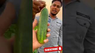 কিভাবে পরিচযা করলে শসার জালি নষ্ট হবে না