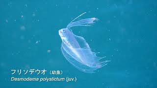 大瀬崎〜ちょっとレアな魚たち