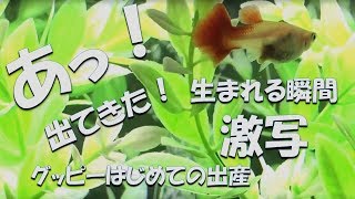 グッピー初めての出産動画！生まれる瞬間を激写！産卵箱隔離なしでも大丈夫だった！- グッピー出産part1-