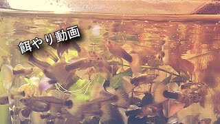 グッピー餌やり 【熱帯魚 アクアリウム】