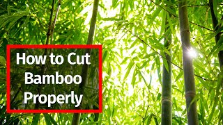 Cutting Bamboo Made Easy: Essential Tips and Tricks