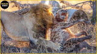 Hyena Messed With Wrong Lion & 45 Epic Moments Lion Vs Hyena @swagwildlifemoments
