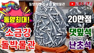 520.난초석 댓잎석 소금강 돌박물관 #강릉댓잎석 #난초석 #소금강 #수석 #수석탐석