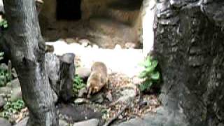 ニホンアナグマ (井の頭自然文化園)／Japanese Badger at Inokashira Park Zoo in Tokyo