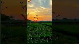 village sunset #shorts #nature #viral