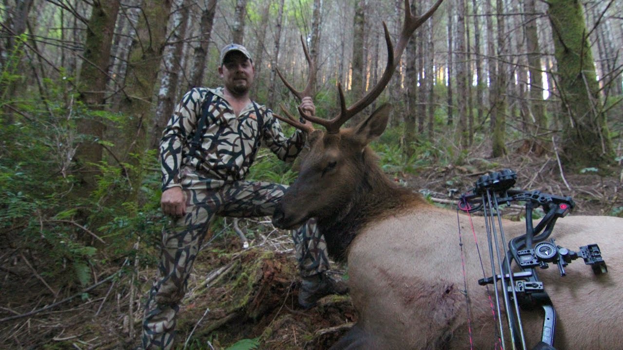 ROOSEVELT ELK HUNTING IN OREGON WITH BOW - YouTube