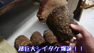 Jamur Shiitake Gratis　シイタケ廃菌床からど根性シイタケ爆誕