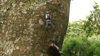 アトラスオオカブトVSスマトラのクワガタ