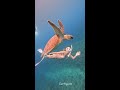 okinawa okinawa mobulabirostris gopro goprojp goprohero10 sealife wildlifephotography