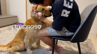 耳掃除大好きな愛犬と、耳掃除大好きな飼い主