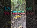 PIKAT AYAM HUTAN #pikatbetina #short