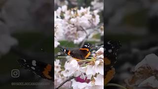 BeautifulCherry Blossoms 🌸 #shorts #blossom #ytshorts #fypシ #beauty #flowers #japanese