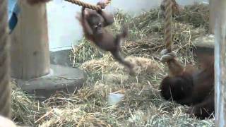 6 month old orangutan
