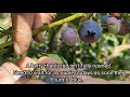 Only 19kilograms a day?? My journey  as a BLUEBERRY PICKER in EUROPE.#Fruit Picker#farm.