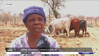 WARNING GRAPHIC CONTENT | Severe drought in Giyani leads to mass death of livestock