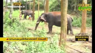 കുങ്കിയാനകള്‍ തോറ്റിടത്ത് കാട്ടാനകളെ തുരത്താന്‍ താപ്പാനകള്‍