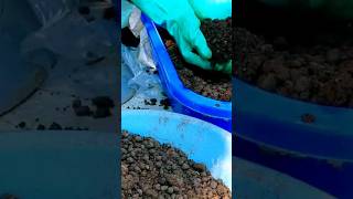 ആട്ടിൻ കാഷ്ടം | EM Composting #krishitips #usefulsnippets #shorts #kitchengarden