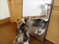 可愛い子猫　子猫に鏡を見せてみました