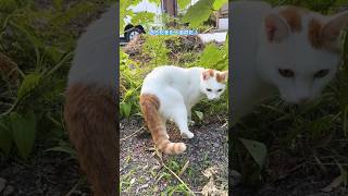 ねこ動画 夕暮れ🐈のサラダ狩り🥬（対馬のにょすきち）#shorts #島猫