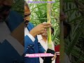 वैदीक सोबत ऊस शेतकरी होणार लखपती १ रू ला ५ रू नफा farming organic vedic ऊसडशेती sugarcane