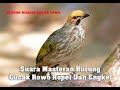 Suara Masteran Burung Cucak Rowo Ropel Dan Engkel