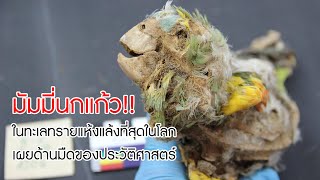 มัมมี่นกแก้ว ในทะเลทรายแห้งแล้งที่สุดในโลก เผยด้านมืดของประวัติศาสตร์