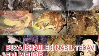 BUZAĞI İSHALLERİ VE TEDAVİLERİ  | Calves Diarrhea