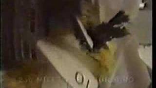 Bird Ingestion Test