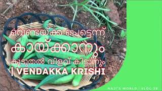 വെണ്ടയ്ക്ക പെട്ടെന്ന് കായ്ക്കാനും കൂടുതൽ വിളവ് കിട്ടാനും | Vendakka Krishi | Vlog 28