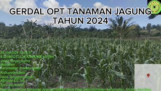 Gerakan Pengendalian OPT Tanaman Jagung 2024