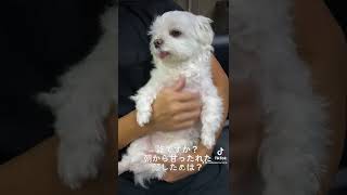 #shorts  朝から甘ったれな犬🐶【マルチーズ】