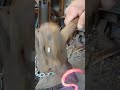 Forging S Hook Antique Anvil