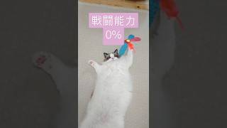 ちょっとのんびりすぎん？www #cat #ねこ #ラグドール #猫のいる暮らし #cute #ragdoll #のんびり #のんびり猫 #美人 #かわいい #可愛い