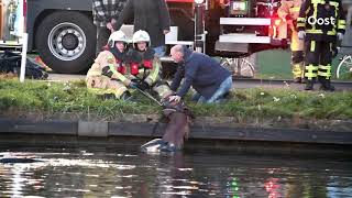 Paard schrikt en springt met ruiter en al kanaal in Daarlerveen in