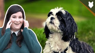 SHIH TZU TEMPERAMENT DEEPDIVE