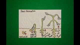 Let's Draw Seed Germination!