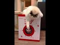 펫스윗홈 미니캣타워 브러쉬 숨숨집 스크래쳐 2ea 4in1 cat catlover cats pet 고양이 고양이영상 cutecat 고양이털 cute 고양이숨숨집