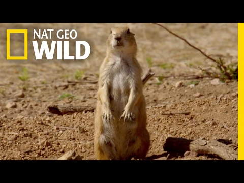 What are prairie dogs homes called?