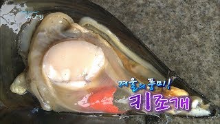 겨울철 강장식품 '키조개' [어영차바다야]