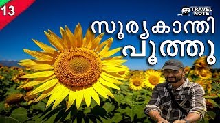 #sunflower #travelnotes  സൂര്യകാന്തി പൂത്തു/Sundarapandiapuram/Sunflower/Fields/സുന്ദരപാണ്ടിയപുരം