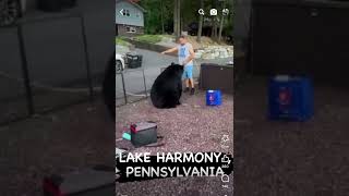 Bear walks next to  bear to open gate @ lake harmony, Pa