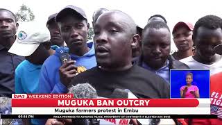Embu leaders vow to go to court to challenge Muguka ban implemented in Mombasa and Kilifi counties