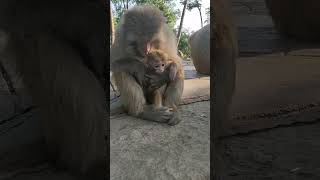 Baby monkey #monkey #monkeylove #youtube #animal #animalht