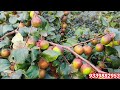 difference between ball sundari u0026 kashmiri red apple ber apple ber ki kheti apple ber plant nursery