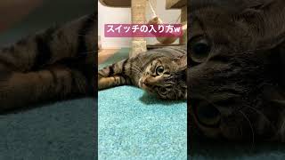 【ウチの猫】急にスイッチが入るウチの猫ww#shorts