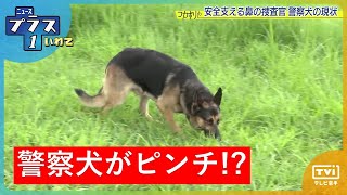 【フカボリ】警察犬がピンチ!?（2023/9/15）