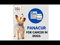 Panacur for Cancer in Dogs │ Dr. Nancy Reese Q&A