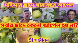 মন্টিদার ছাদে সারাবছর আপেল কেমন করে ফলে জানুন||Apple Plant Care||Manti Da Rooftop||Shree Sanjiban||