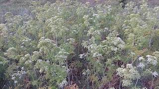 Болиголов- лечебные свойства и противопоказания